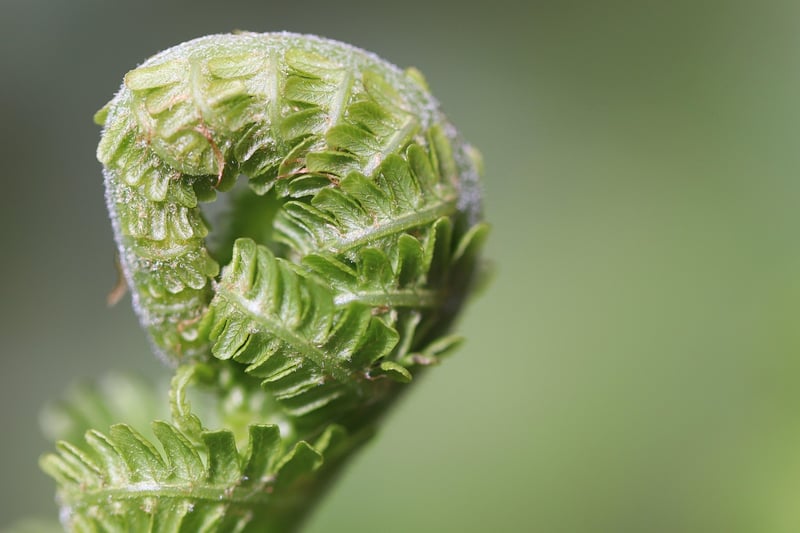 Fern Plant
